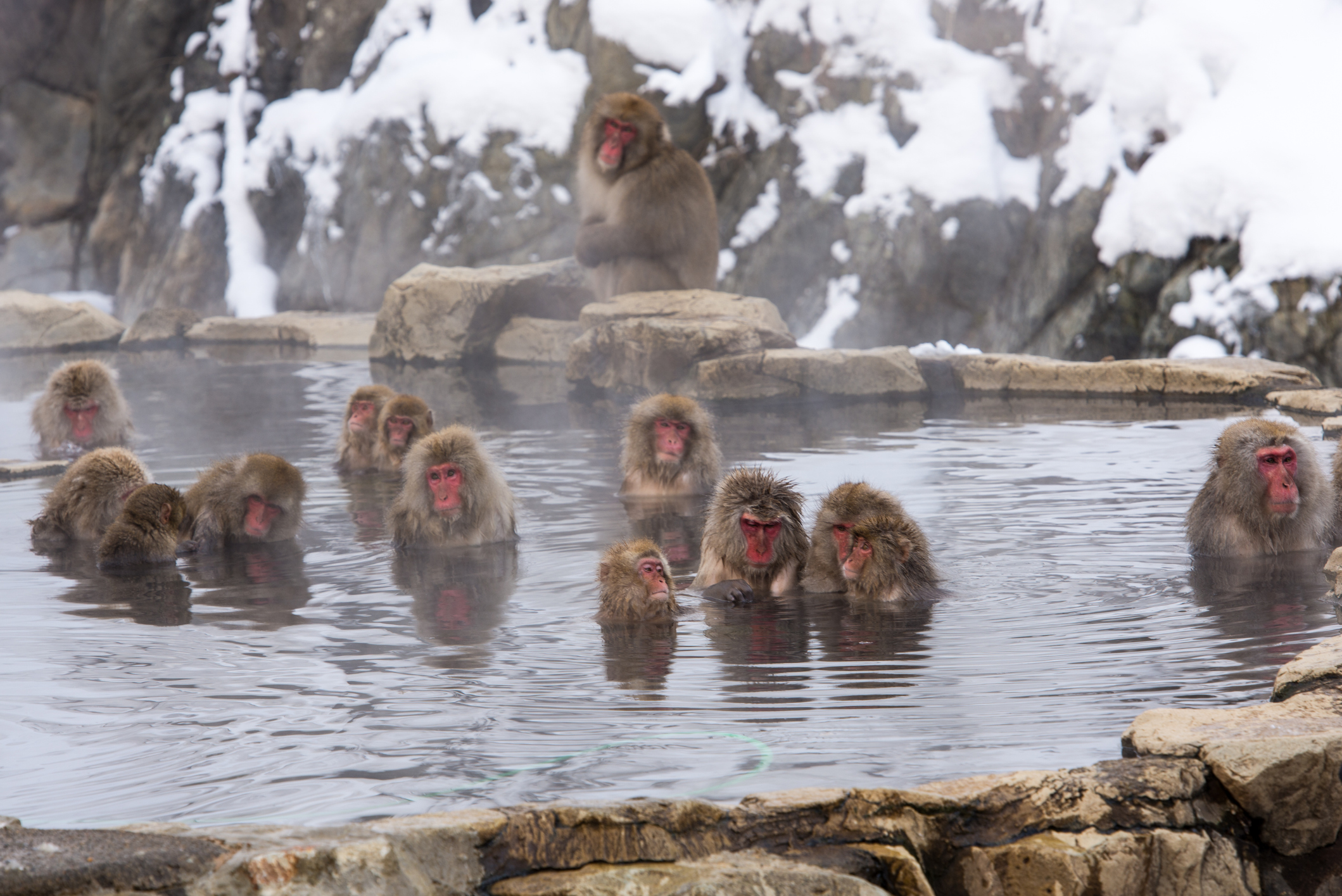 Macacos selvagens no Parque dos Macacos da Neve de Jigokudani, em Nagano