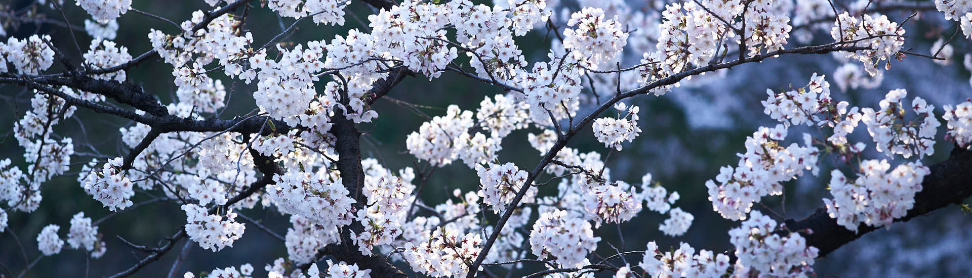 Folhas de Sakura da cor lilás em galhos finos
