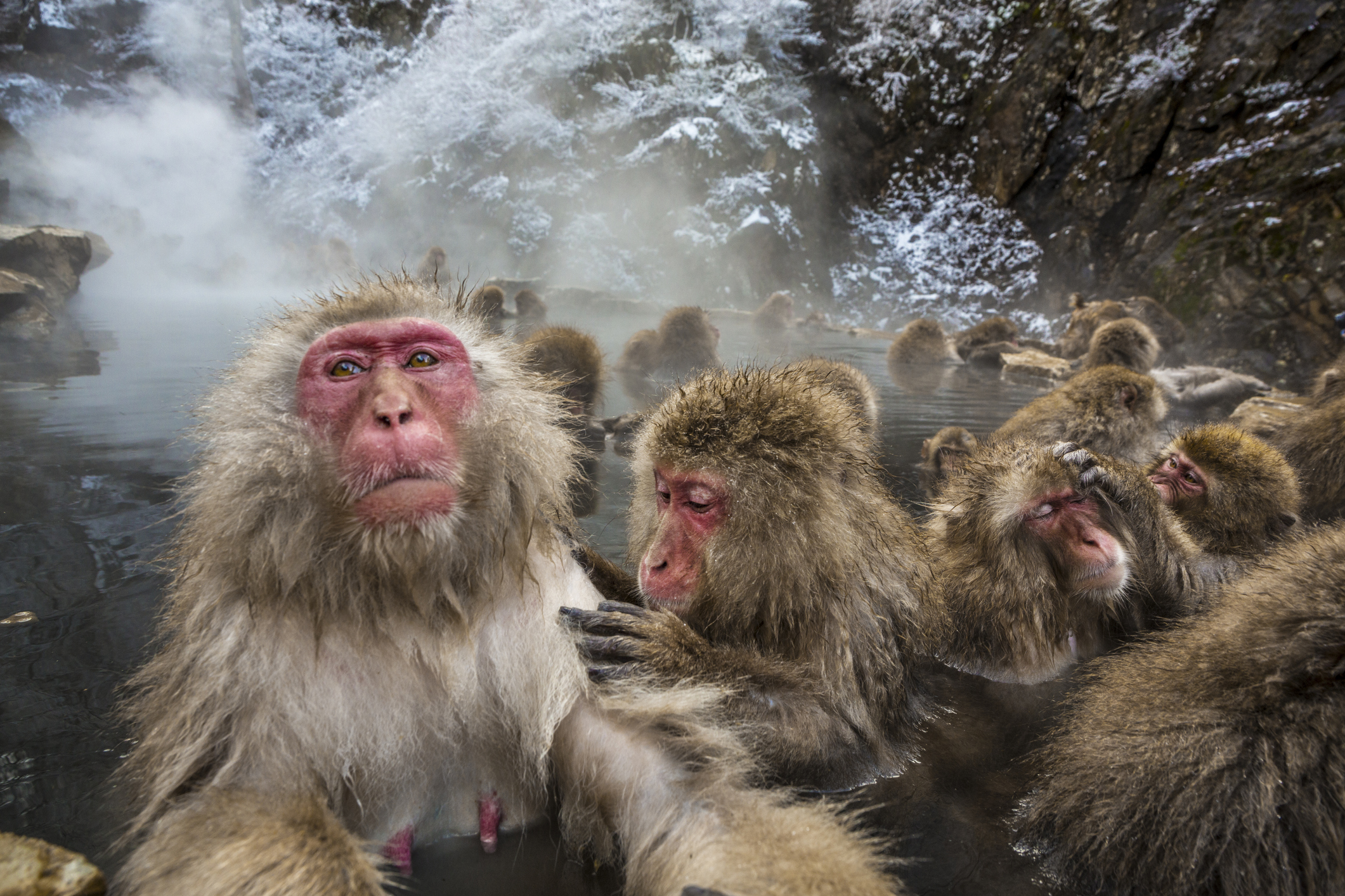 Macacos selvagens relaxando nas águas termais de Jigokudani, em Nagano