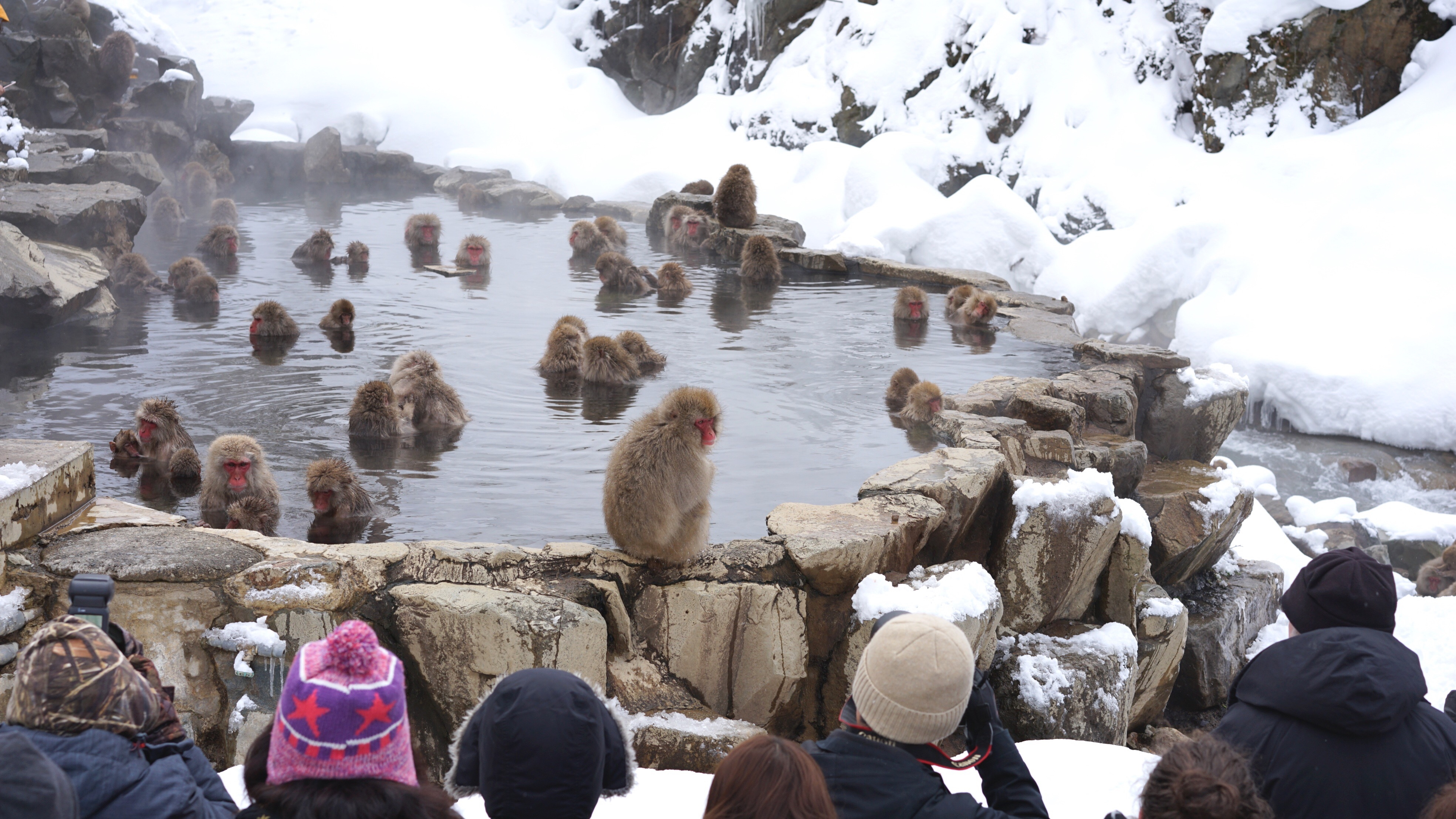Turistas e macacos selvagens no Parque dos Macacos da Neve de Jigokudani, em Nagano