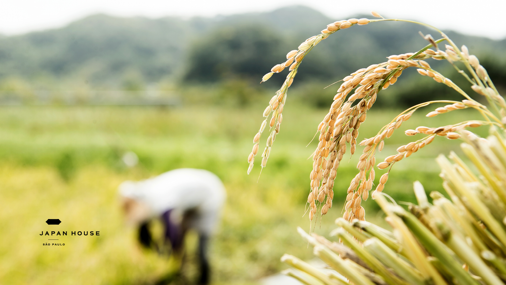 Plantação de arroz com foco nas folhas do lado direito, com a silhueta de uma pessoa agachada na plantação ao lado esquerdo. 