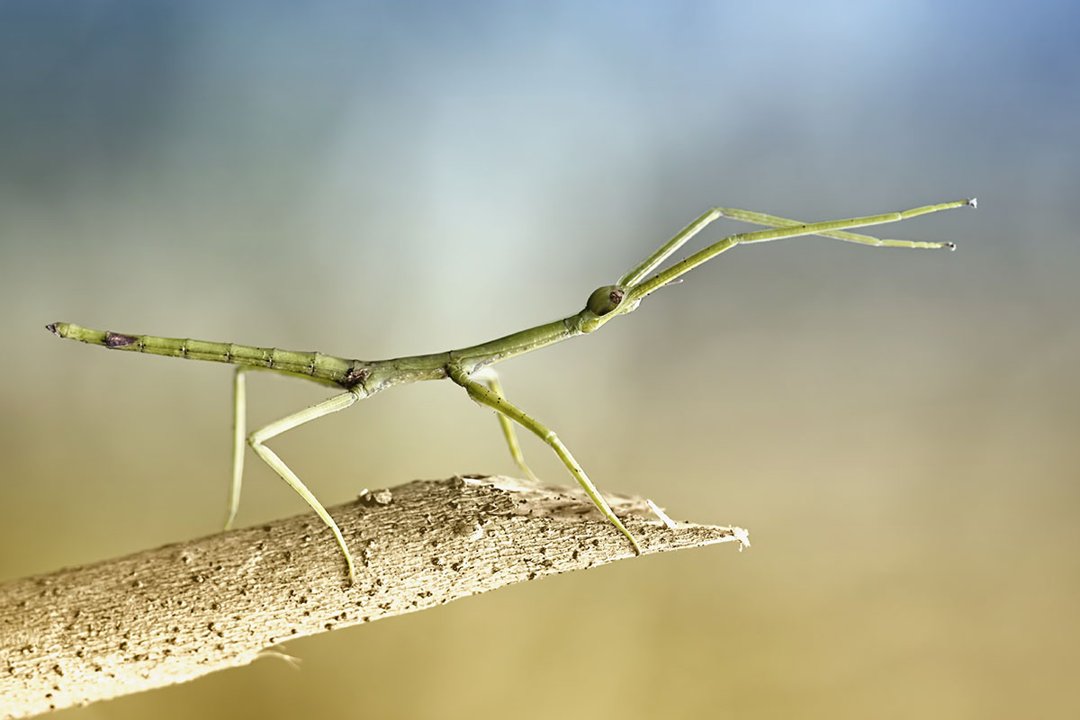 Bicho-pau. Inseto verde, comprido e fino, com 4 patas e duas antenas, em cima da ponta de um galho.