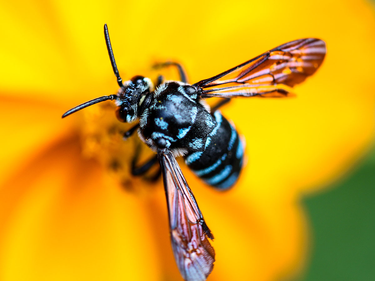 Pequena borboleta, com tronco azul e asas estreitas e trasnparentes, pousada em cima de uma flor amarela.