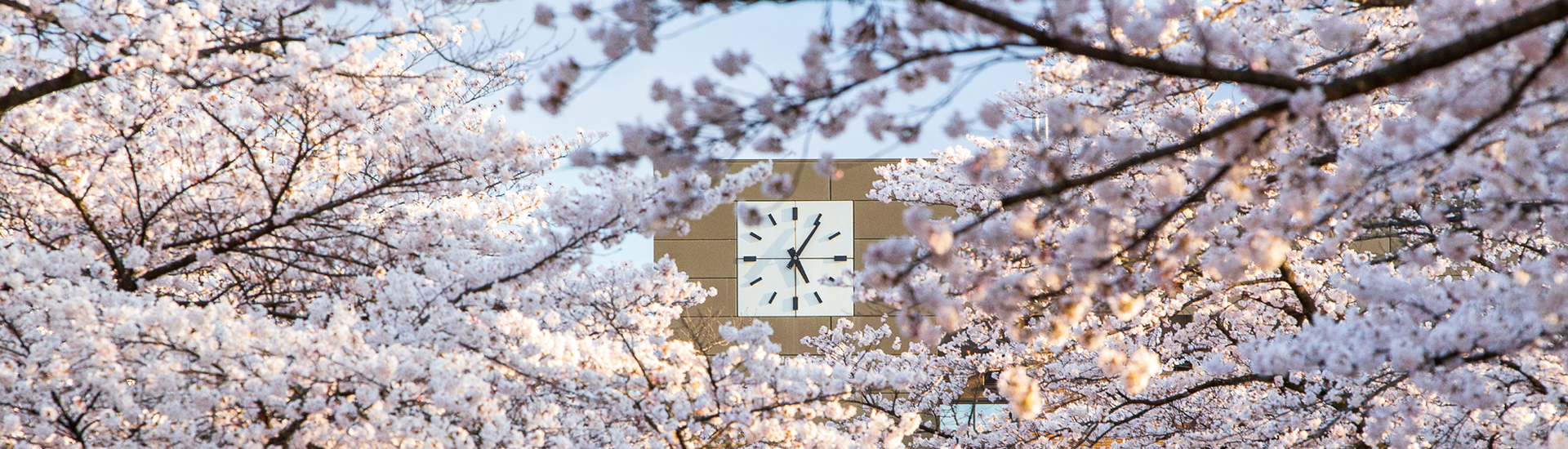 Galhos de cerejeira rosa claro. Atrás deles é possível ver um relógio externo de um prédio e o céu azul claro ao fundo.