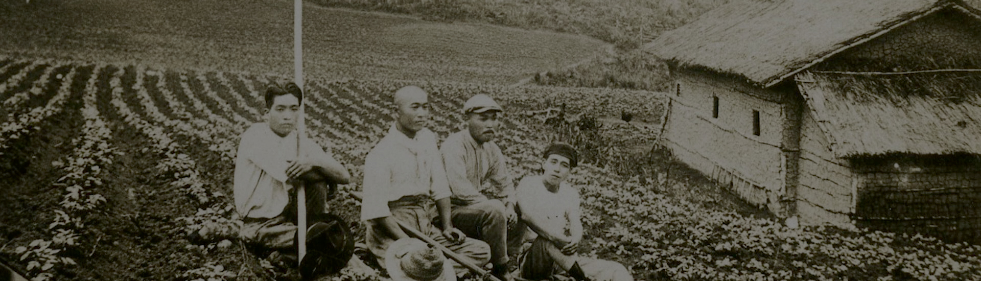 Foto sépia de quatro homens japoneses agachados em meio a uma plantação, com enxadas e chapéus ao redor. Ao fundo, do lado direito, uma casa de telhado de palha.