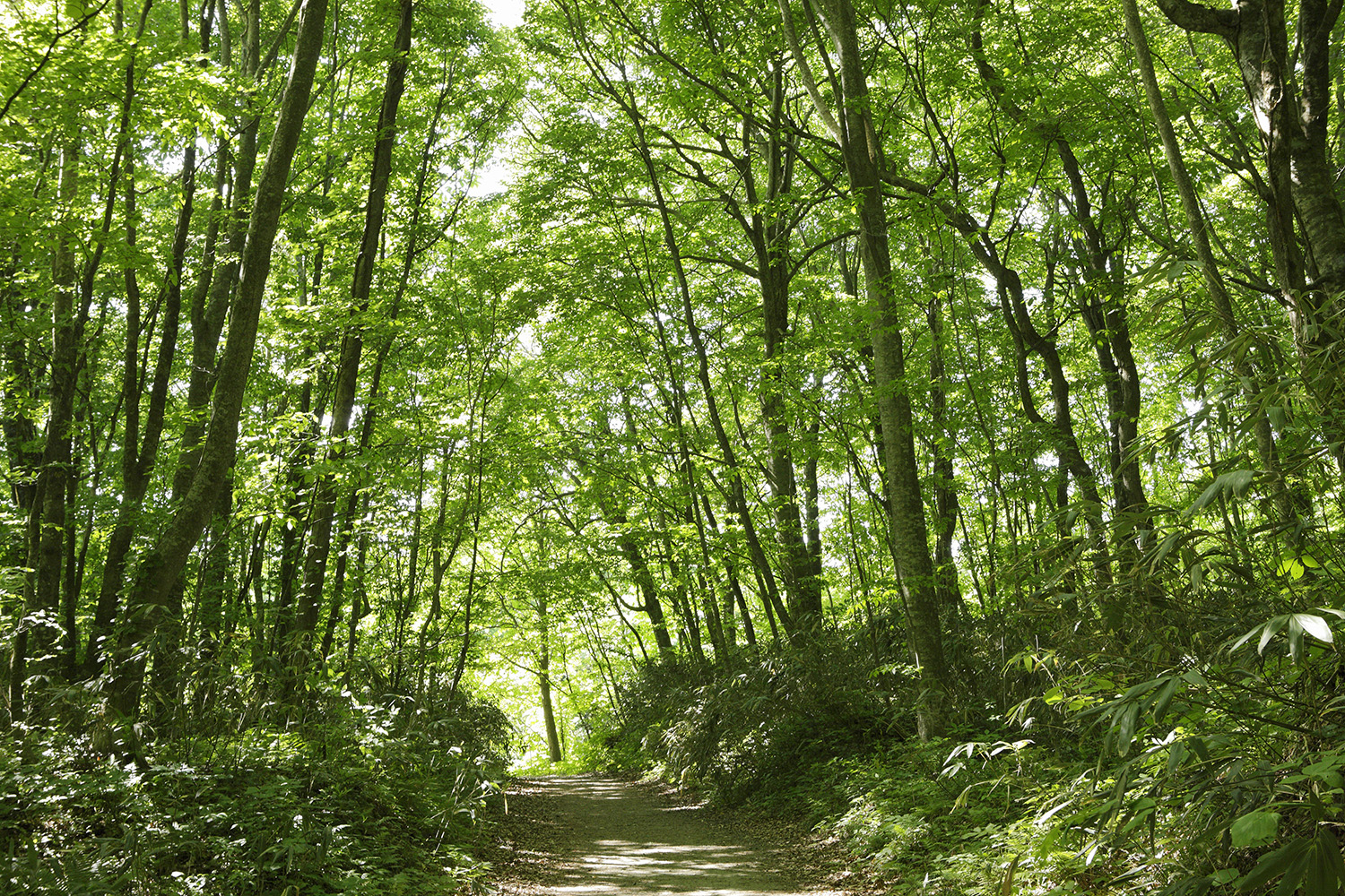 Shirakami Sanchi. Foto de uma trilha no meio da floresta verde.