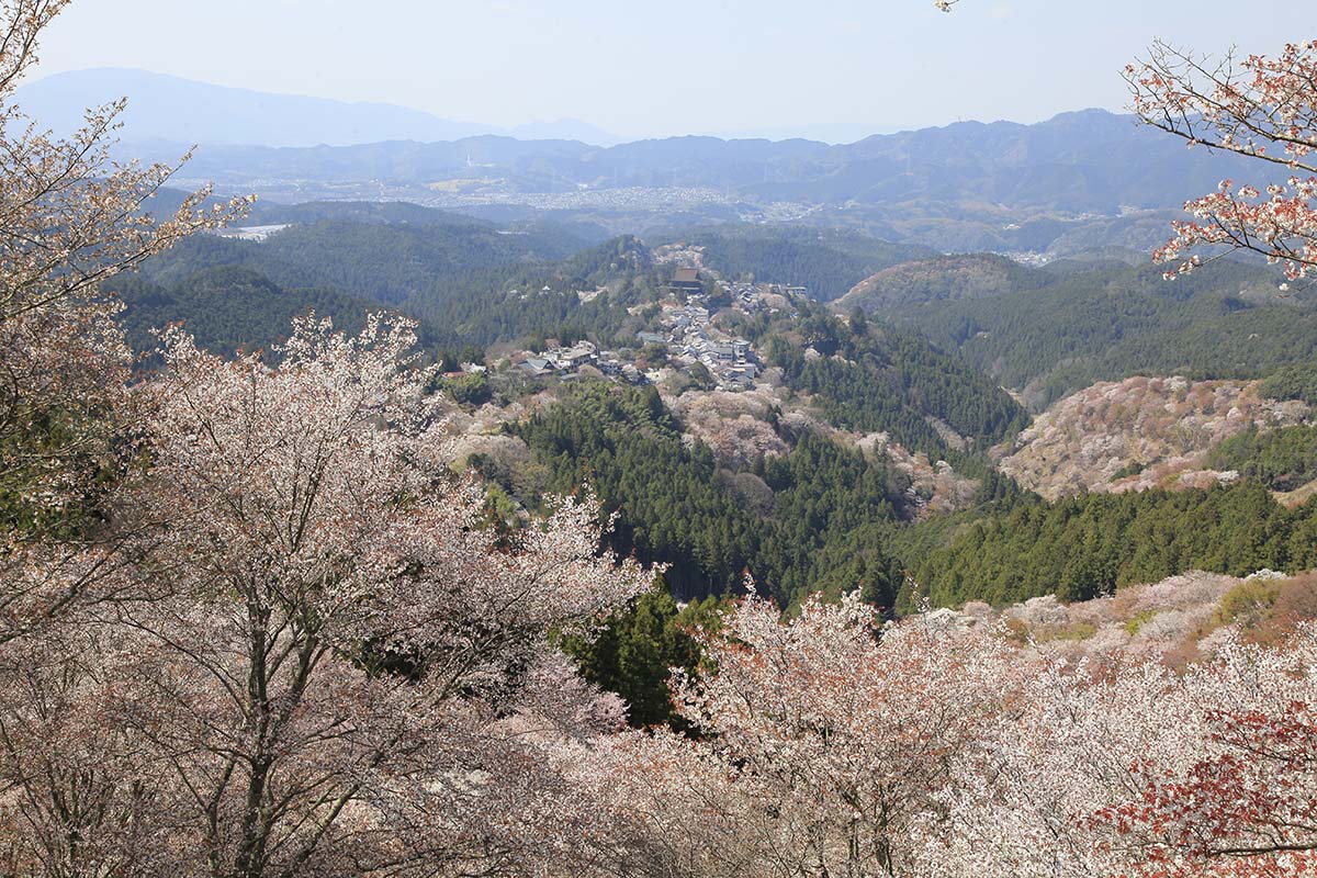 Imagem de árvores de Sakura no Monte Yoshino