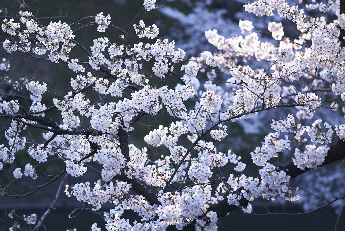 Imagem dos galhos de Sakura com folhes na cor branca 