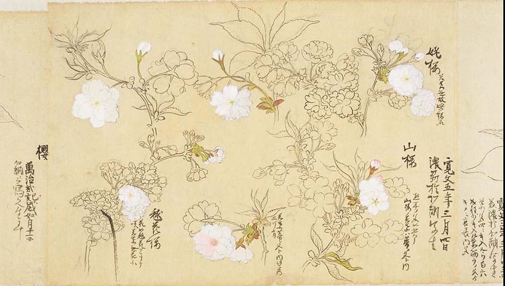 Pergaminho com imagens de Sakura 