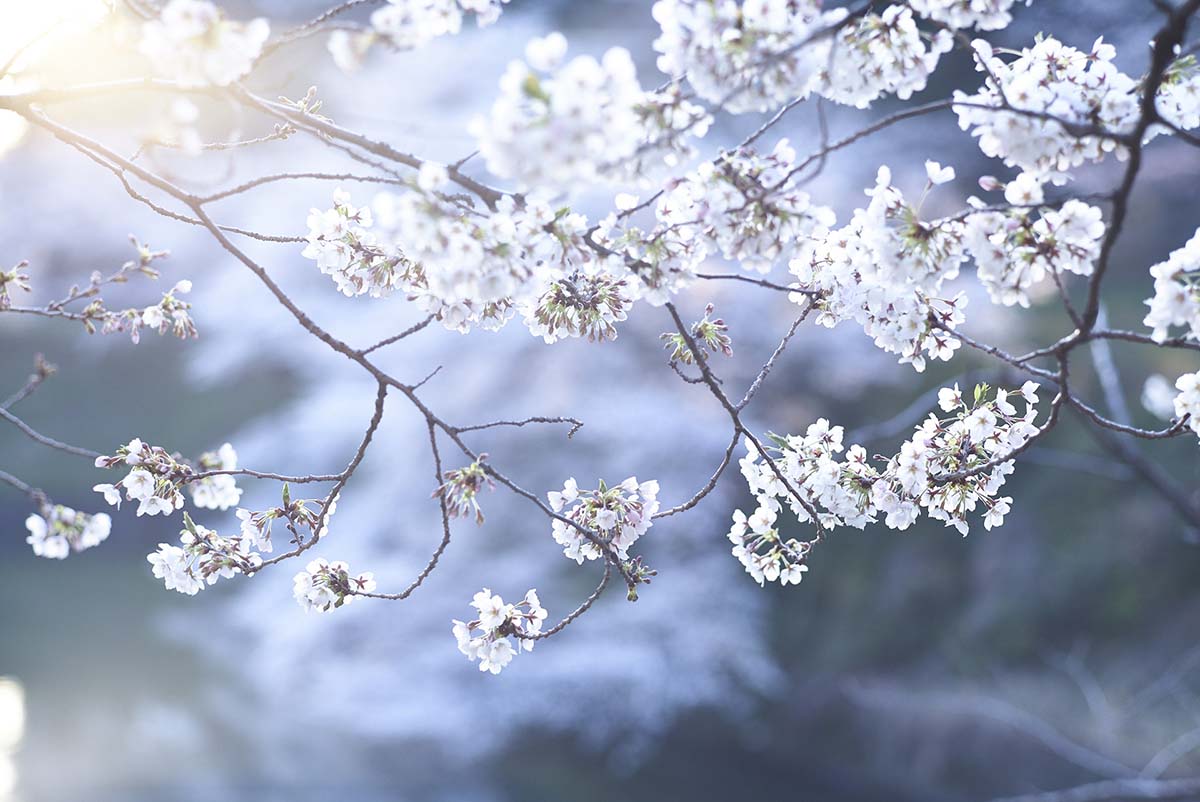 Flores de Sakura 