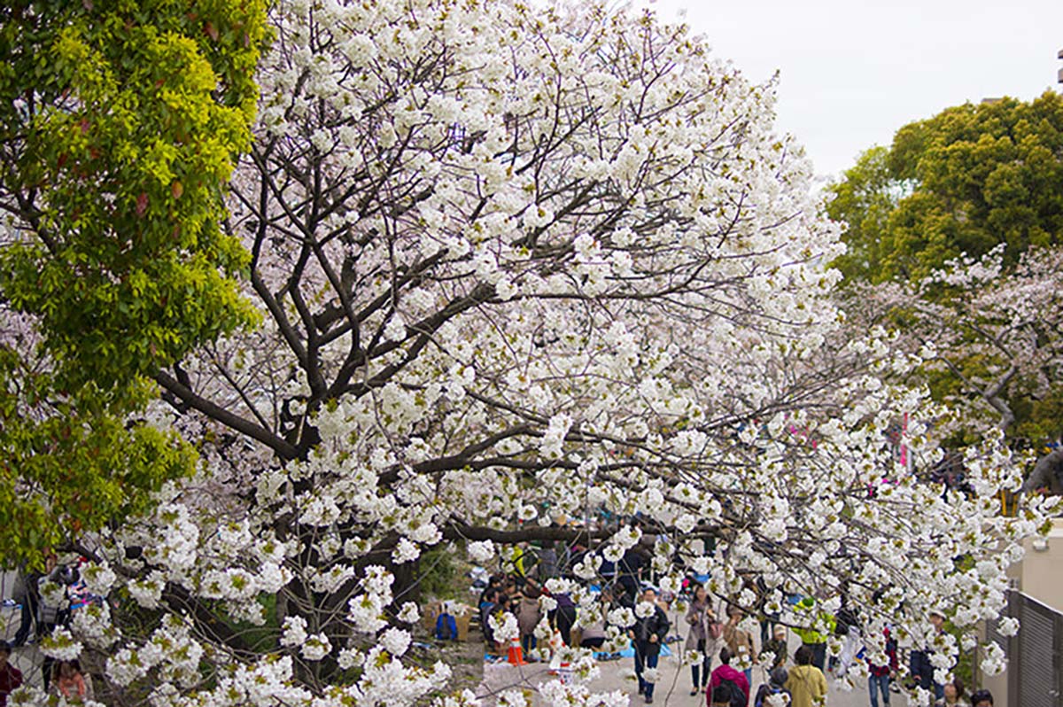 árvore de Sakura 