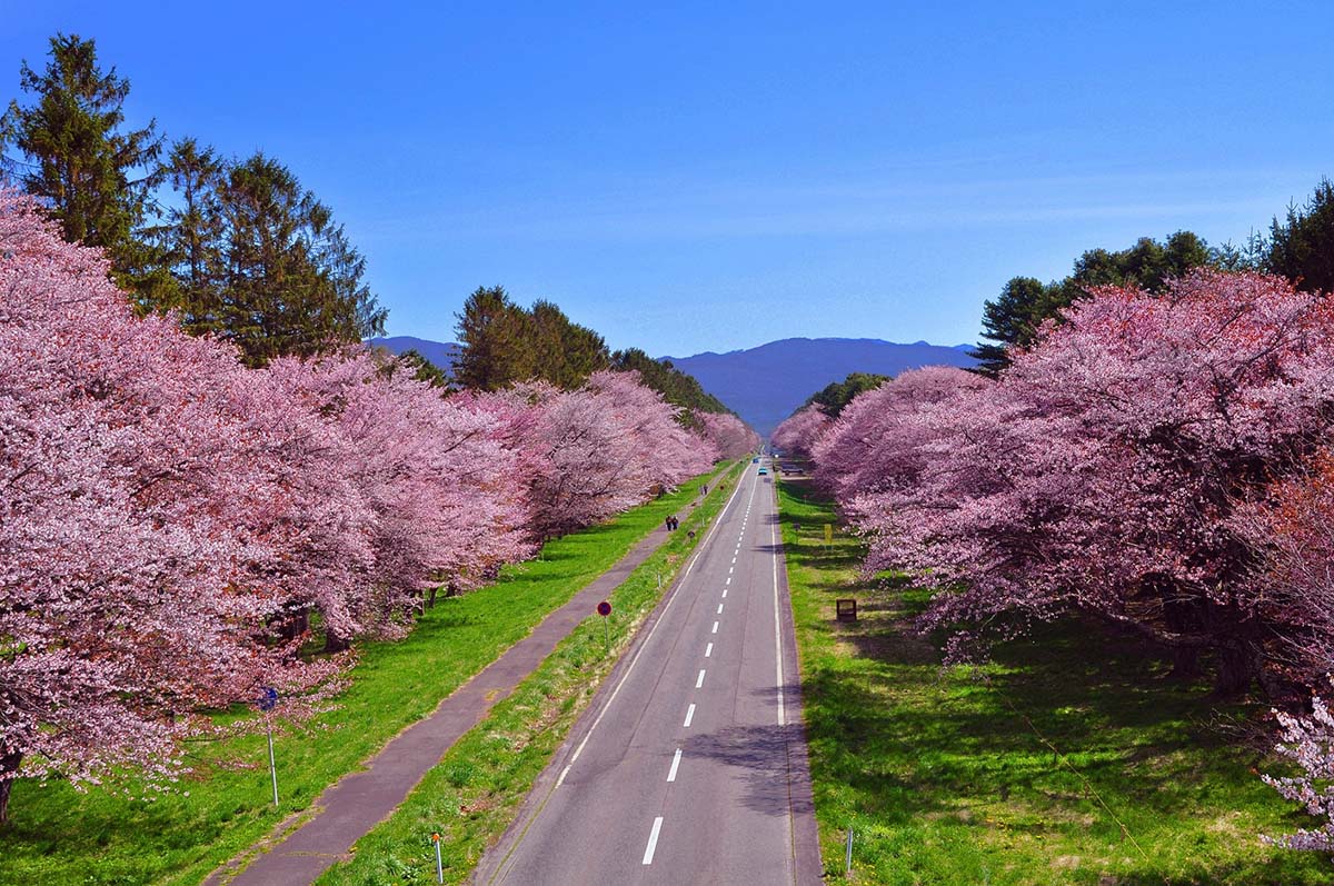 Imagens de Sakura no Japão
