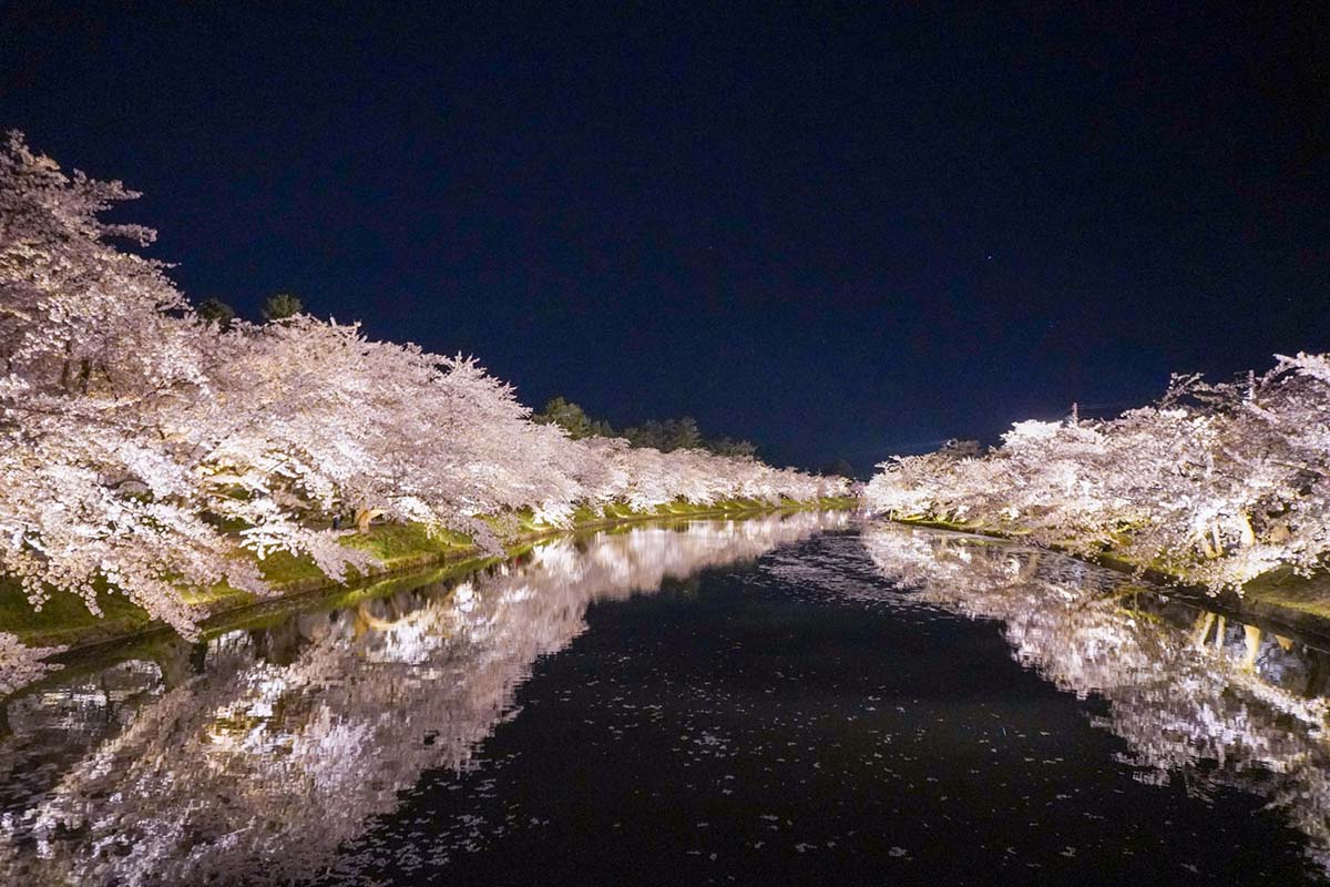 Imagens de  Sakuras na província de Fukushima em uma foto noturna 　