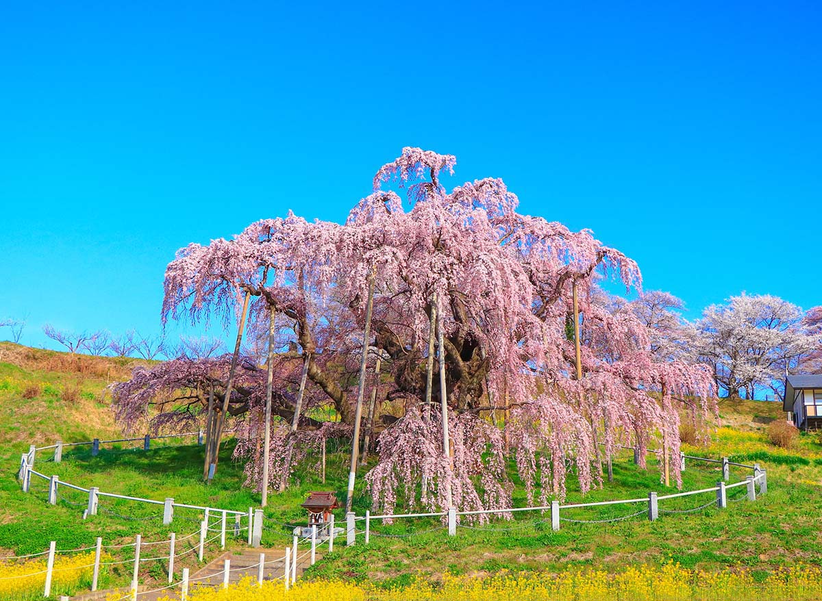  Sakuras no Parque Chidorigafuchi 