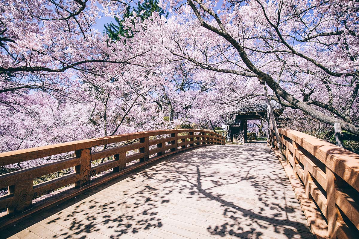 Sakuras no  Parque do Castelo Takatō - Ina, província de Nagano　