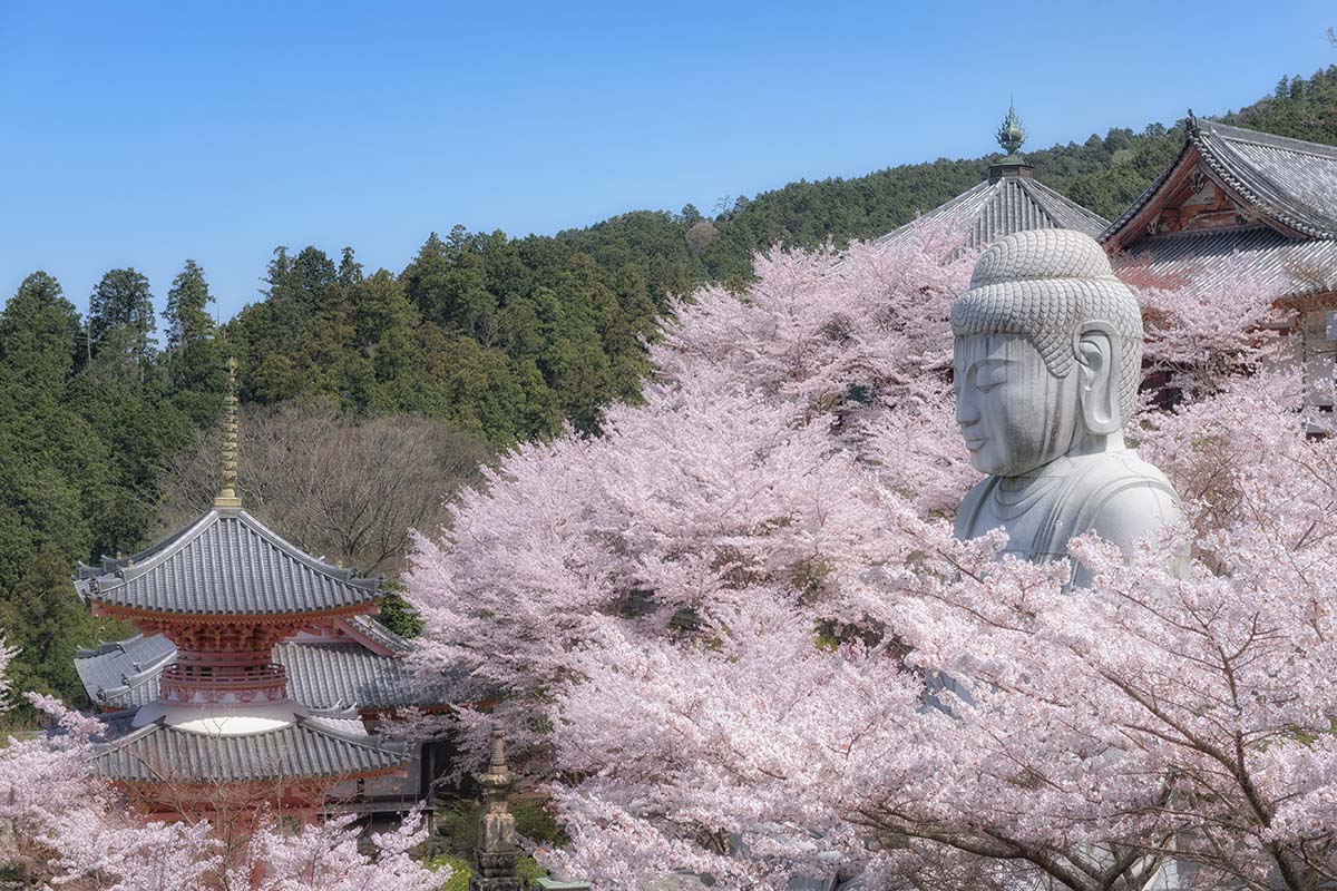 Sakuras no Templo Tsubosaka - Takatori, província de Nara
