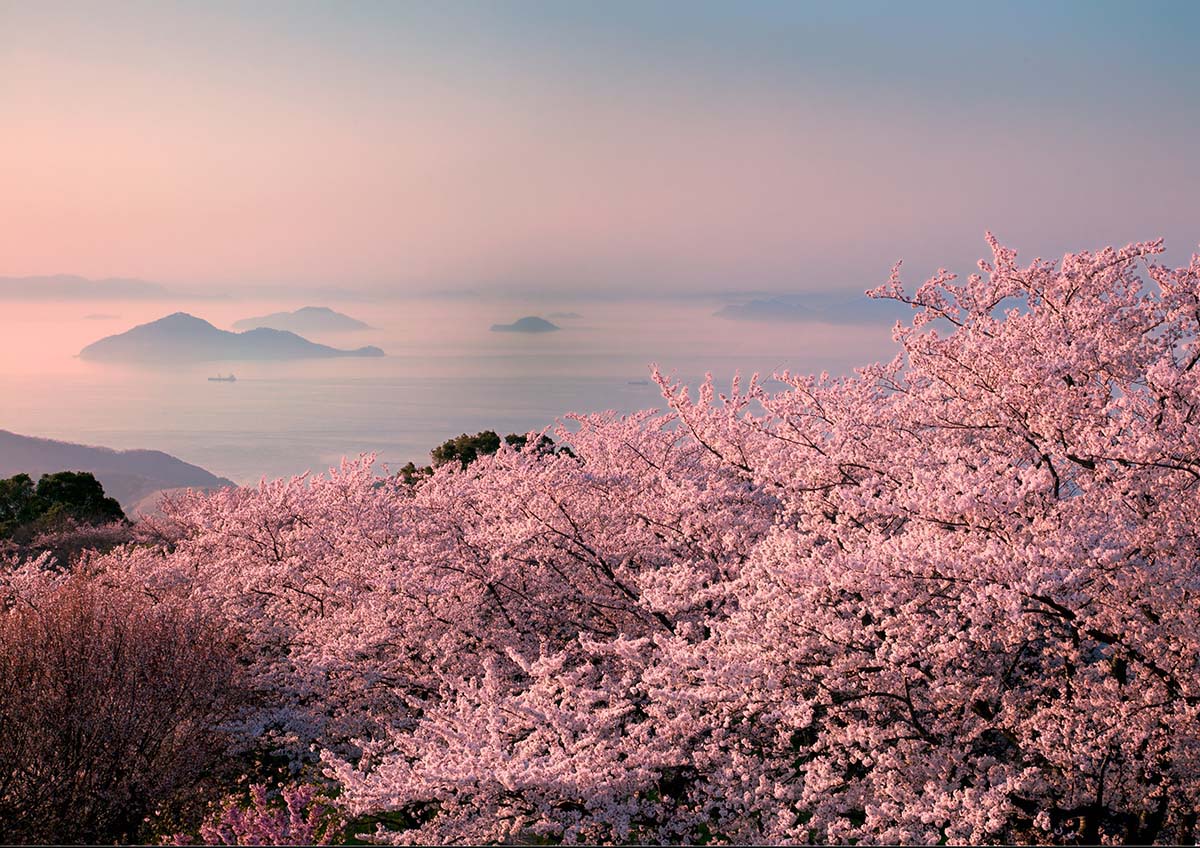 Sakuras no Monte Shiude - Mitoyo, província de Kagawa　