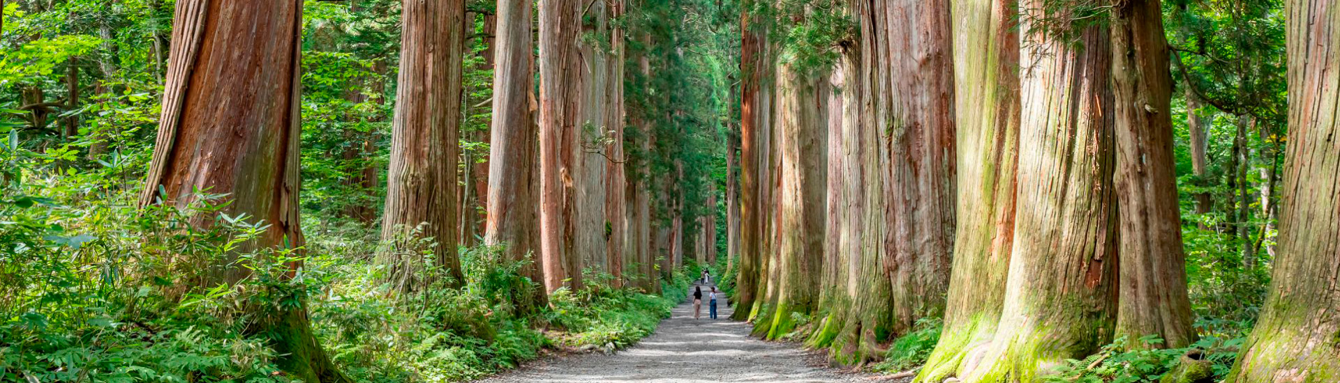 Imagem de floresta repleta de árvores.