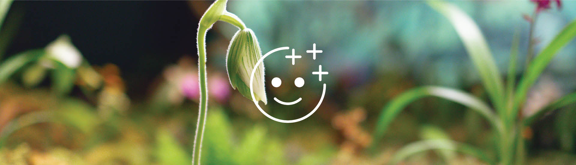 Ícone de rosto com estrelas na cabeça, simbolizando os filtros do Instagram, sobre fundo de plantas da exposição Essência, em cartaz na JHSP