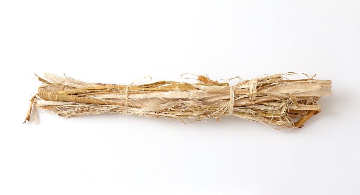 Imagem do Gampi.  Uma planta nativa do Japão cujas fibras são utilizadas para desenvolver um washi forte e durável