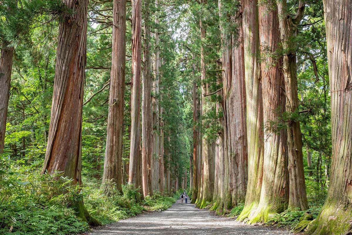 Imagem de uma floresta com árvores altas.  