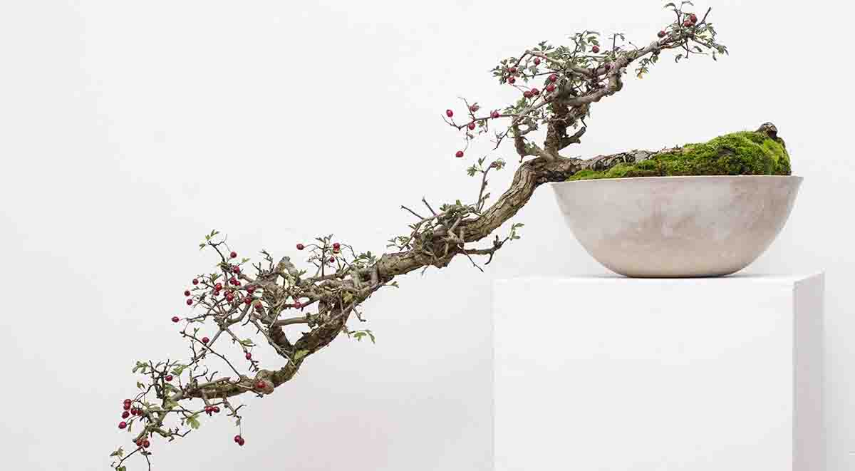 Imagem de um Bonsai em uma vaso branco. 