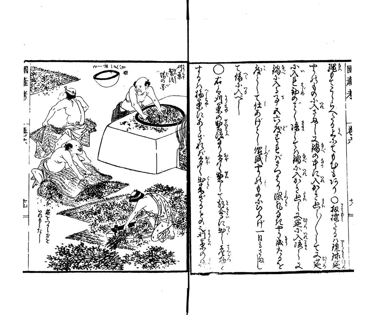 Imagem de um livro antigo japonês onde mostra o método de fabricação de chá na era Edo
